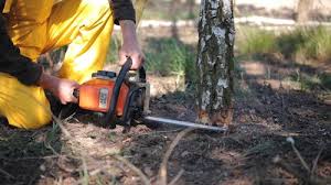 Professional  Tree Services in Kewanee, IL