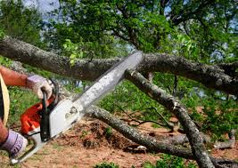 Tree and Shrub Care in Kewanee, IL